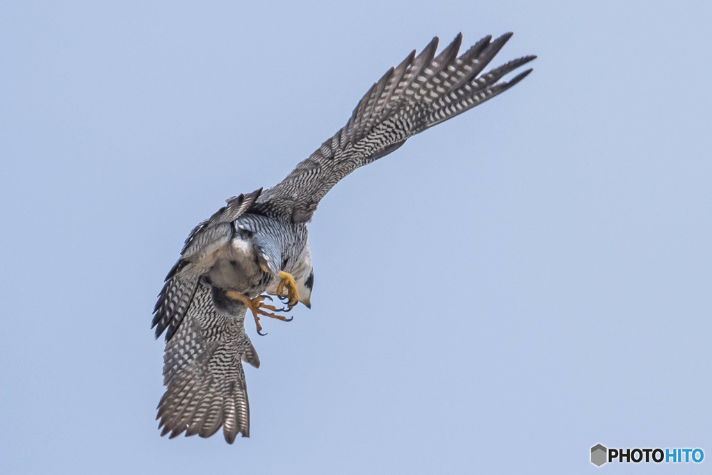 命紡ぐとき（１）（ハヤブサ）