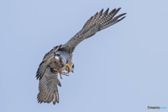 命紡ぐとき（１）（ハヤブサ）