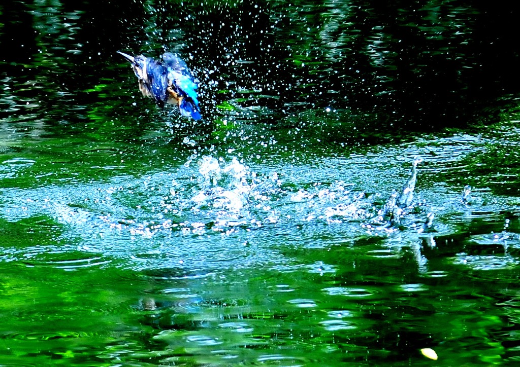 カワセミの池（4）９－７「水浴び」