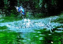 カワセミの池（4）９－７「水浴び」