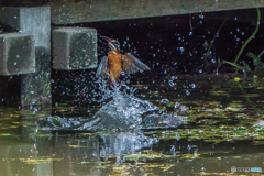 いつもの公園「カワセミ池満水」