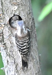 コゲラちゃん親鳥から