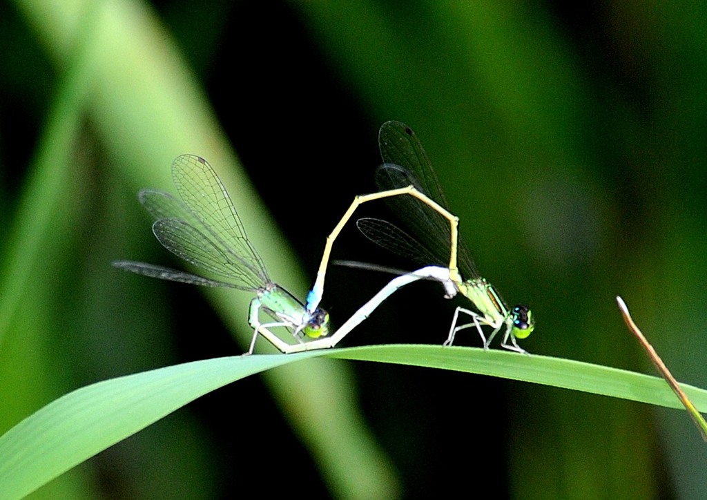 今日の昆虫　７－４「イトトンボ交尾」