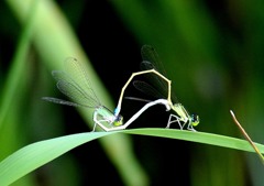 今日の昆虫 7-4「イトトンボ交尾」 今日の昆虫 7-4「イトトンボ交尾」
