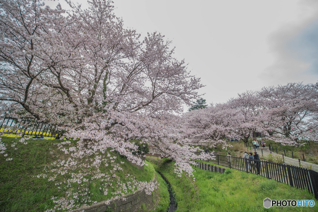 桜の樹の下で（埼玉県幸手市権現堂公園）（５）「風」