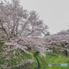 桜の樹の下で（埼玉県幸手市権現堂公園）（５）「風」