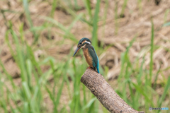 いつもの公園「同じ場所で」（姫）
