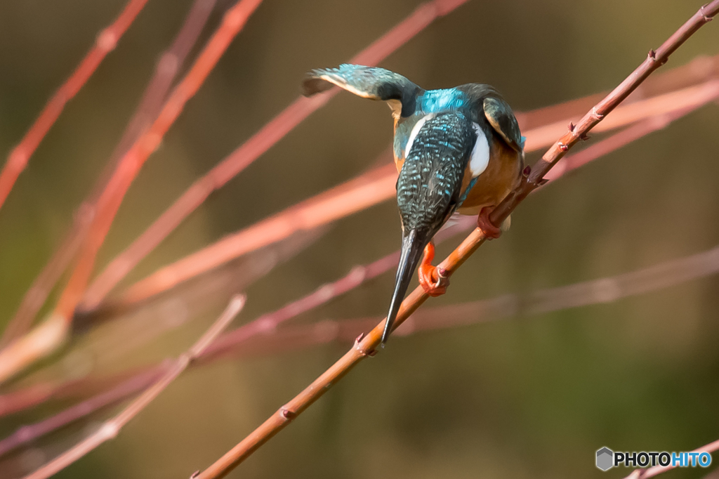 カワセミ（２）