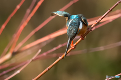 カワセミ（２）