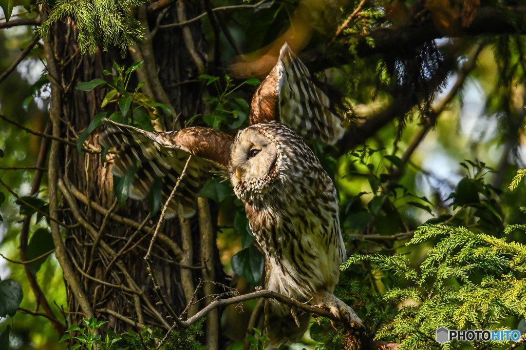 杜の人「眼前」（フクロウ）（１）