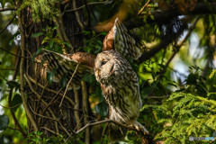 杜の人「眼前」（フクロウ）（１）