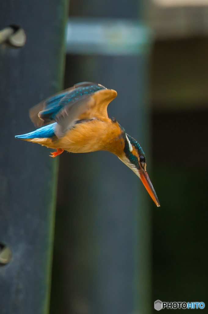 いつもの公園「カワセミ日記（７）」