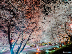 いつもの公園「櫻採光」