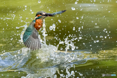 いつもの公園「浮上」