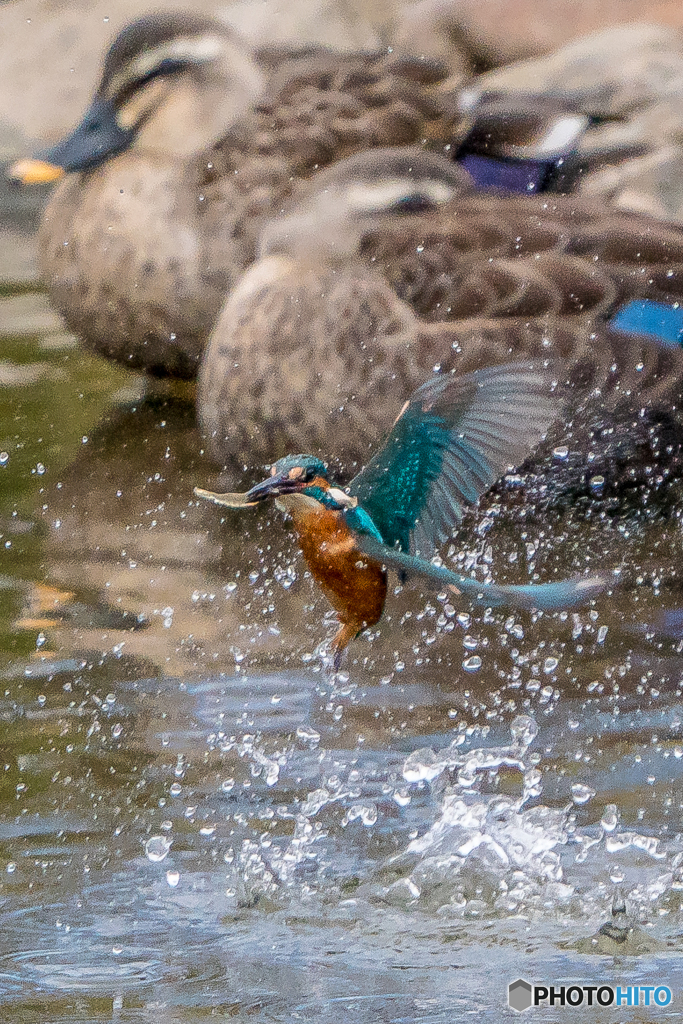 いつもの公園「カルガモ集う」