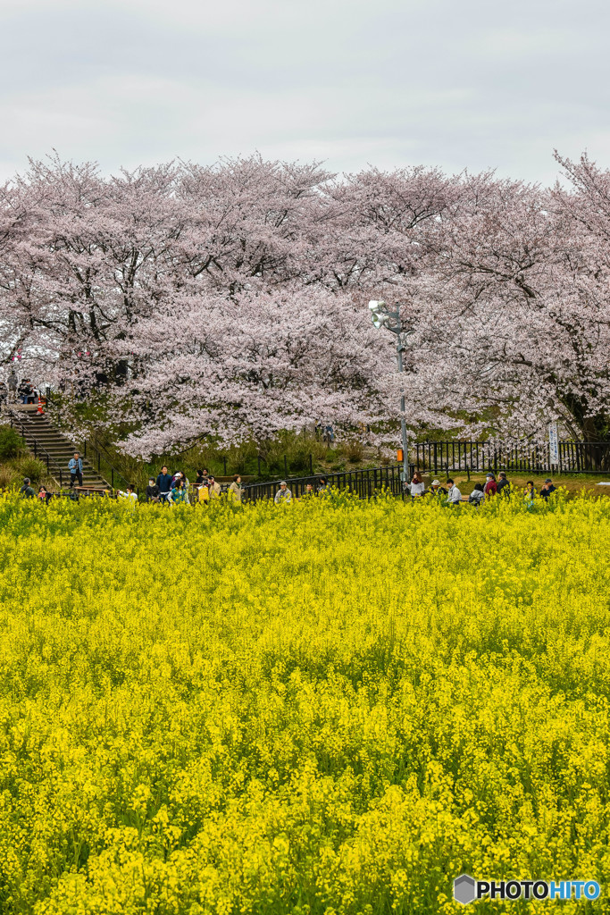 桜の樹の下で（埼玉県幸手市権現堂公園）（２０）「観桜」