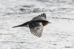 夏燕三様（２）