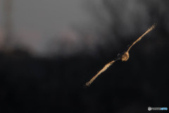 チュウヒフィールド（８）