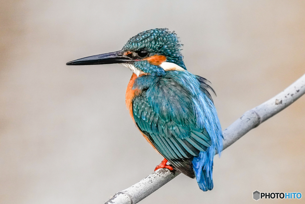 いつもの公園「寒い寒い」
