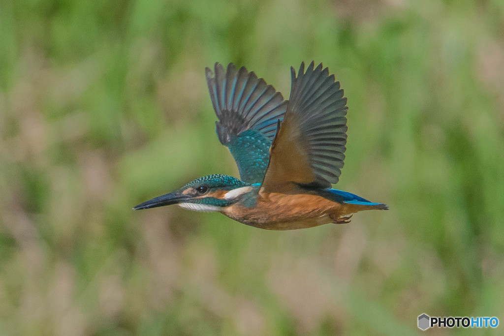 いつもの公園「飛ぶ」（２）（カワセミ）