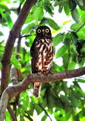 アオバズク三姿態３－３「まんまるの瞳」