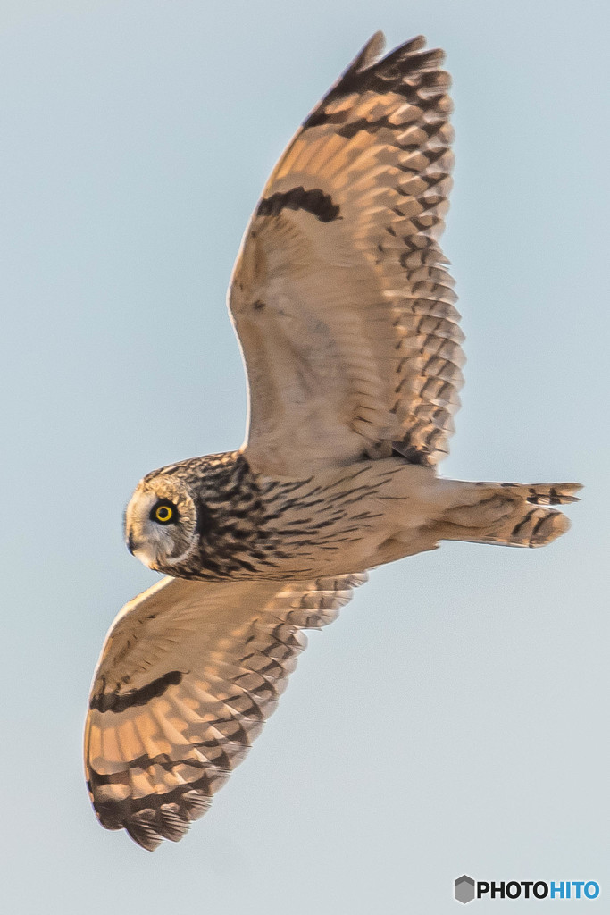 風穏やか冬野人悠々（コミミズク）（１3）