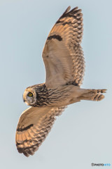 風穏やか冬野人悠々（コミミズク）（１3）