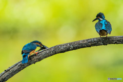 いつもの公園「序章」（カワセミ）（６）