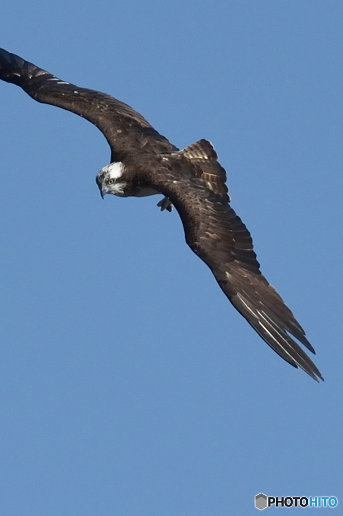 ミサゴ来る「旋回」