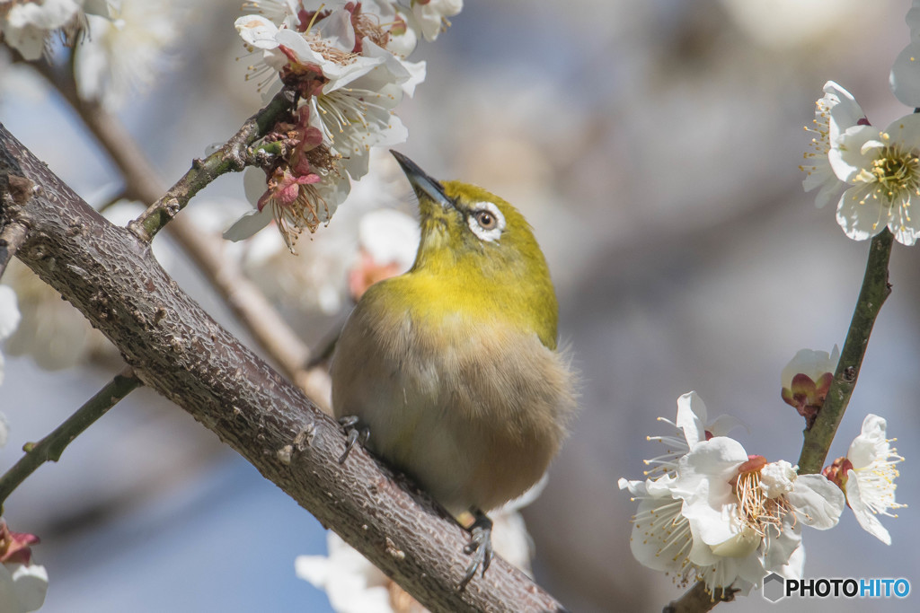 いつもの公園「梅次郎」（１）（メジロ）