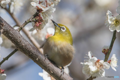 いつもの公園「梅次郎」（１）（メジロ）