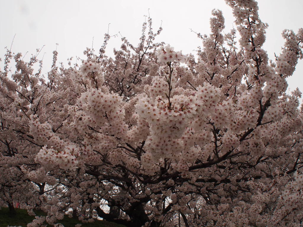花曇り