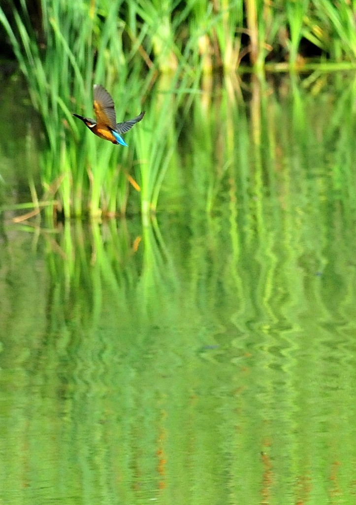 カワセミ遠景五題５－５
