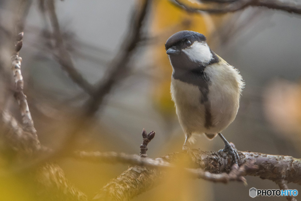 優し鳥（シジュウカラ）（１）