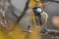 優し鳥（シジュウカラ）（１）