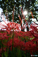 いつもの公園「曼殊沙華」