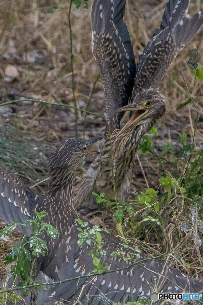 仲がいいのか悪いのか（ゴイサギ幼鳥）（ホシゴイ）（３）