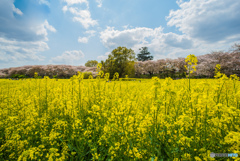 春満喫、権現堂桜堤「菜の花絨毯」