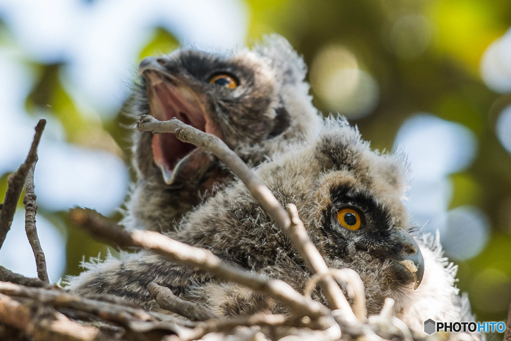 トラフズクにぎやか（９）