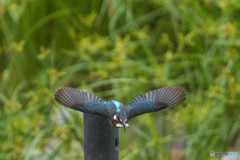 いつもの公園「カワセミ登場」（１）