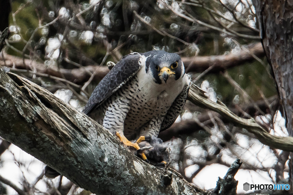 捕食（１）（ハヤブサ）