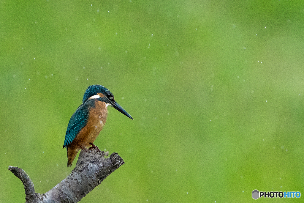 いつもの公園「実験的一日」（雨天撮影）