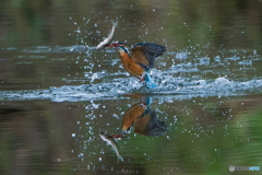 いつもの公園「踊魚」