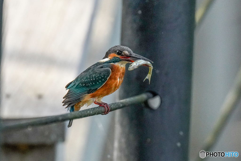 いつもの公園「魚喰う鳥」（１）