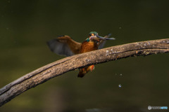 いつもの公園「魚漁る鳥」（１）