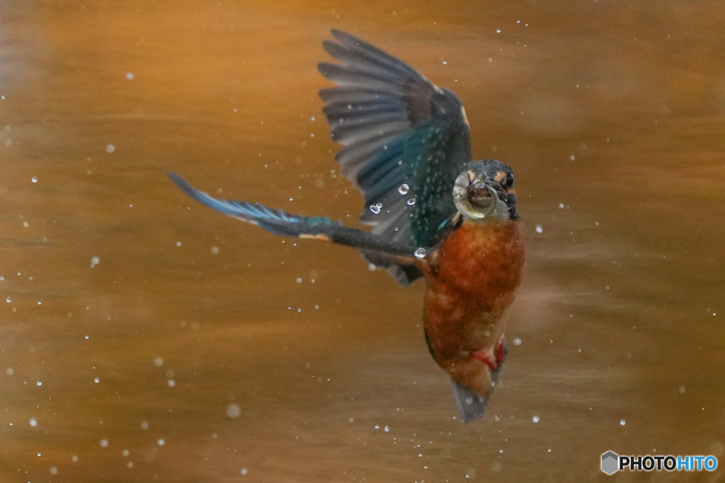 いつもの公園「魚の目AF」（２）