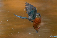 いつもの公園「魚の目AF」（２）