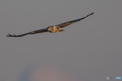 チュウヒフィールド（５）