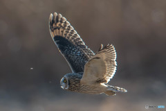 風穏やか冬野人悠々（コミミズク）（５）