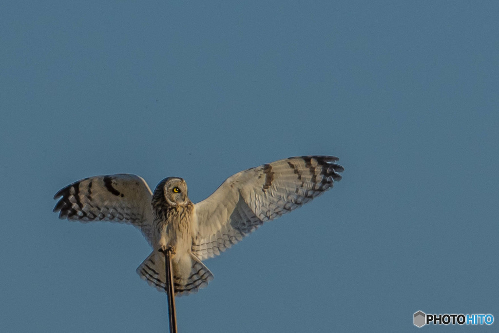 コミミズク悠々（３）